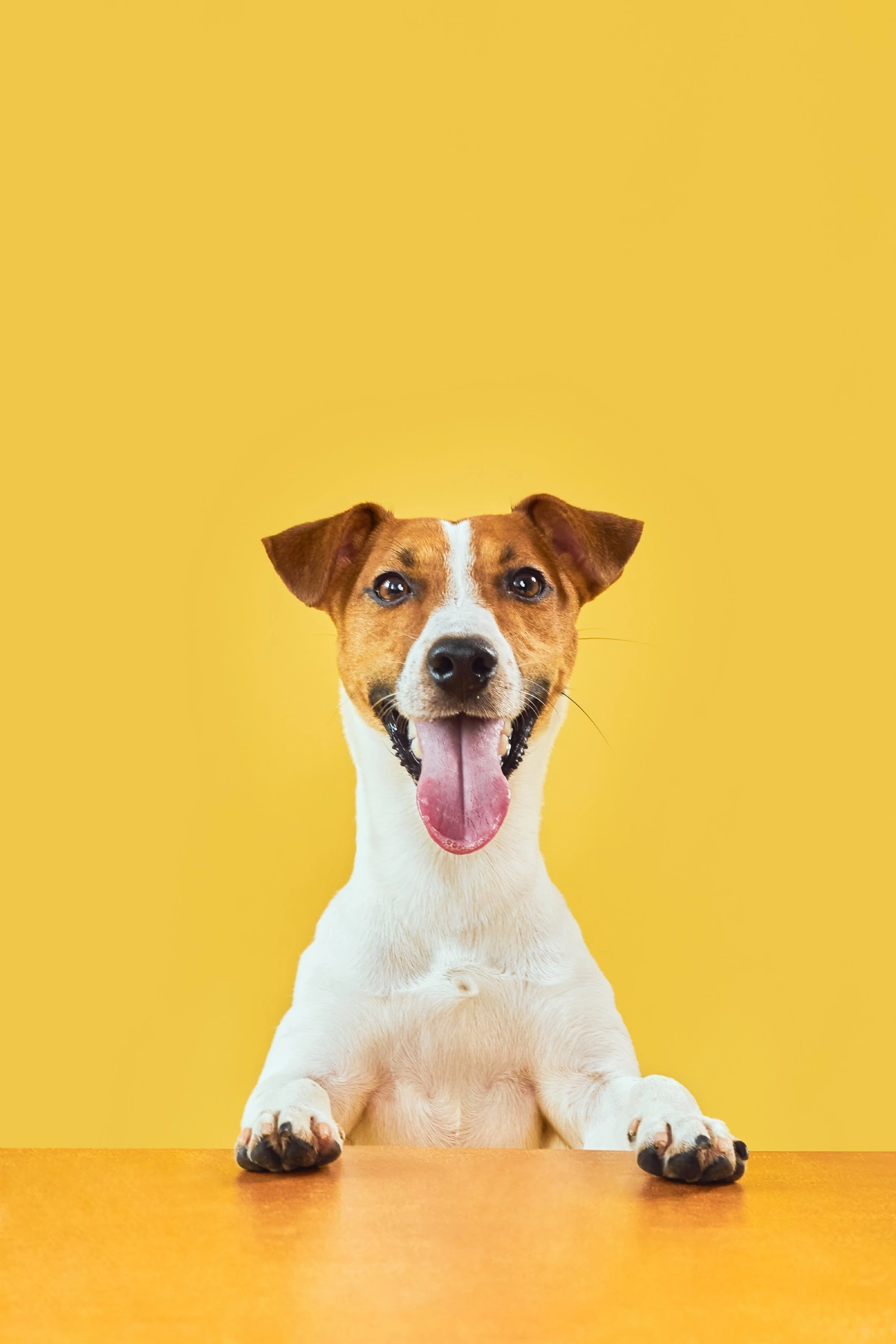 Cachorro feliz com plano de saúde